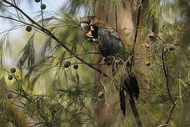 Glossy Black Cockatoo