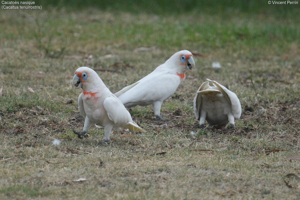 Cacatoès nasique