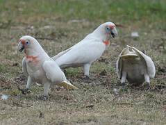 Long-billed Corella