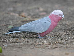 Galah