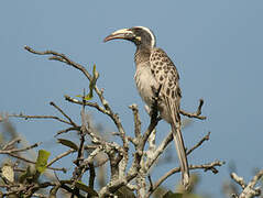 African Grey Hornbill