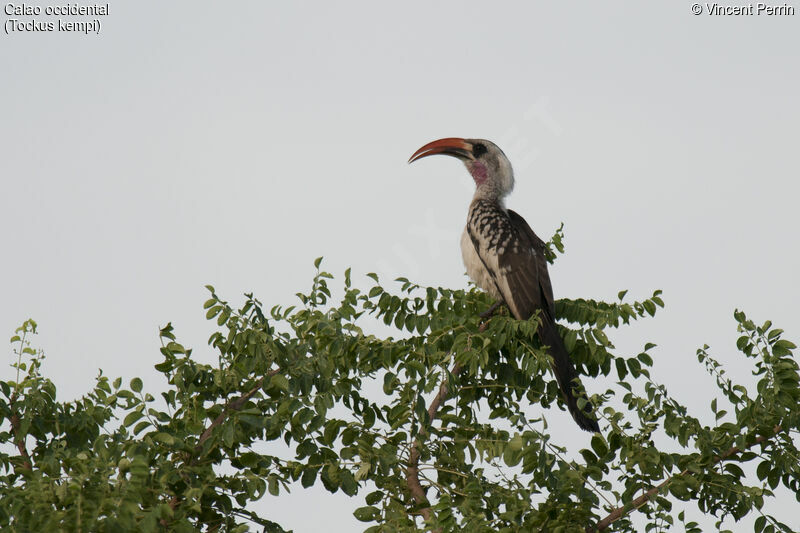 Western Red-billed Hornbill male