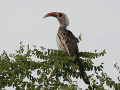 Western Red-billed Hornbill