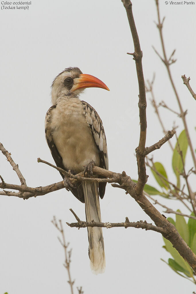 Western Red-billed Hornbill