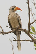 Western Red-billed Hornbill