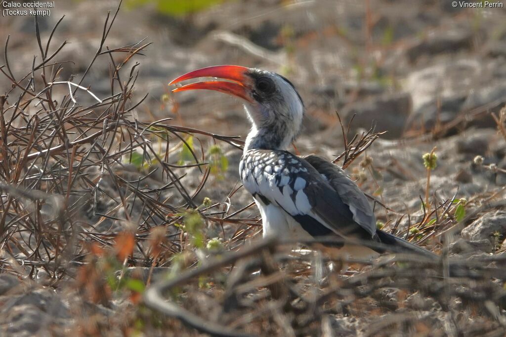 Western Red-billed Hornbill, eats