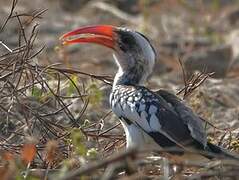 Western Red-billed Hornbill