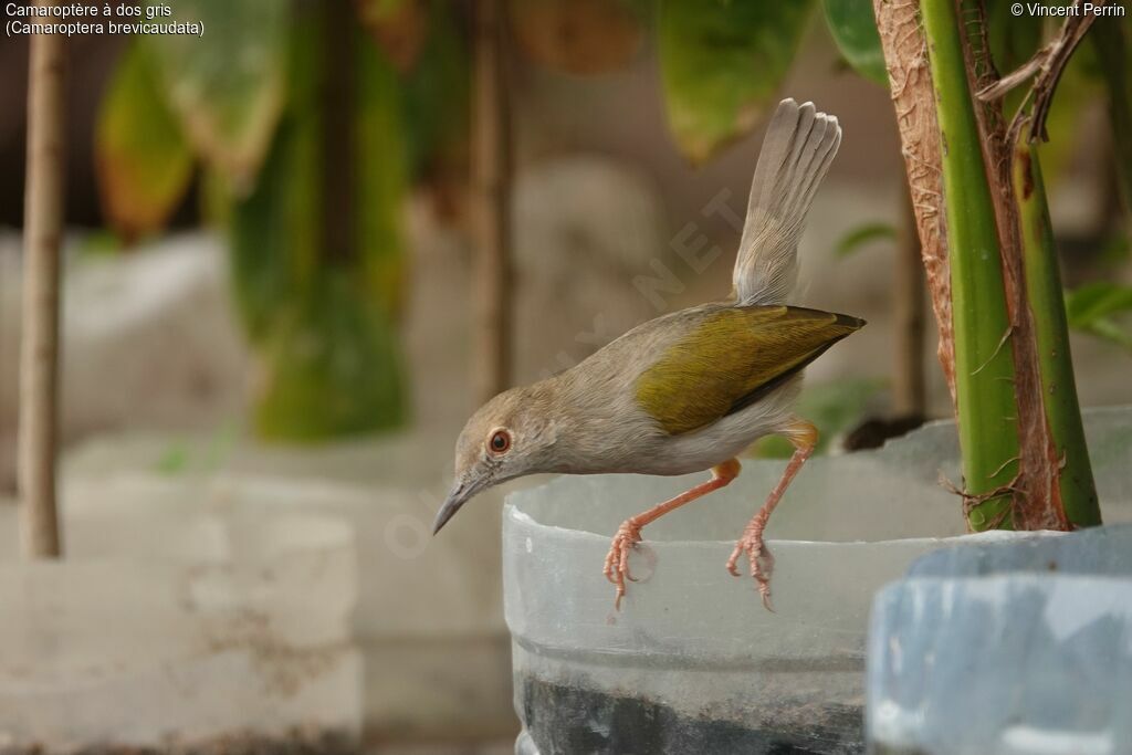 Grey-backed Camaroptera