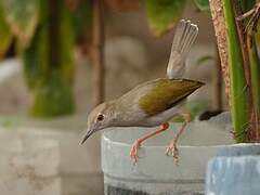 Grey-backed Camaroptera