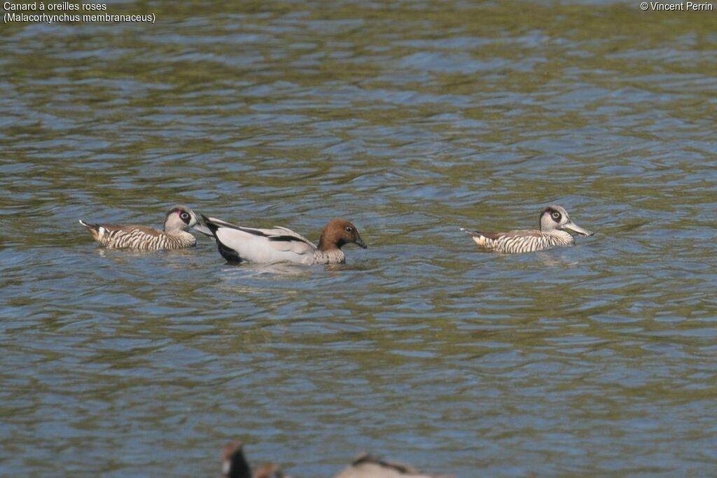 Pink-eared Duck