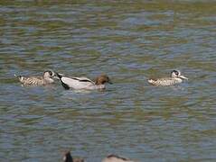 Pink-eared Duck