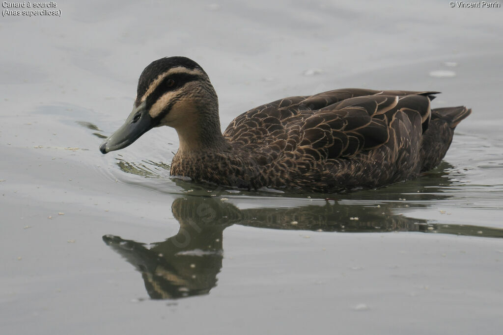 Pacific Black Duck