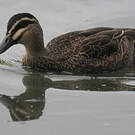 Canard à sourcils
