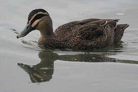 Canard à sourcils