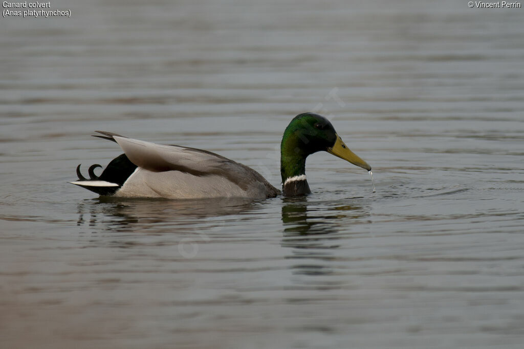 Canard colvert mâle adulte