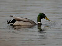 Canard colvert