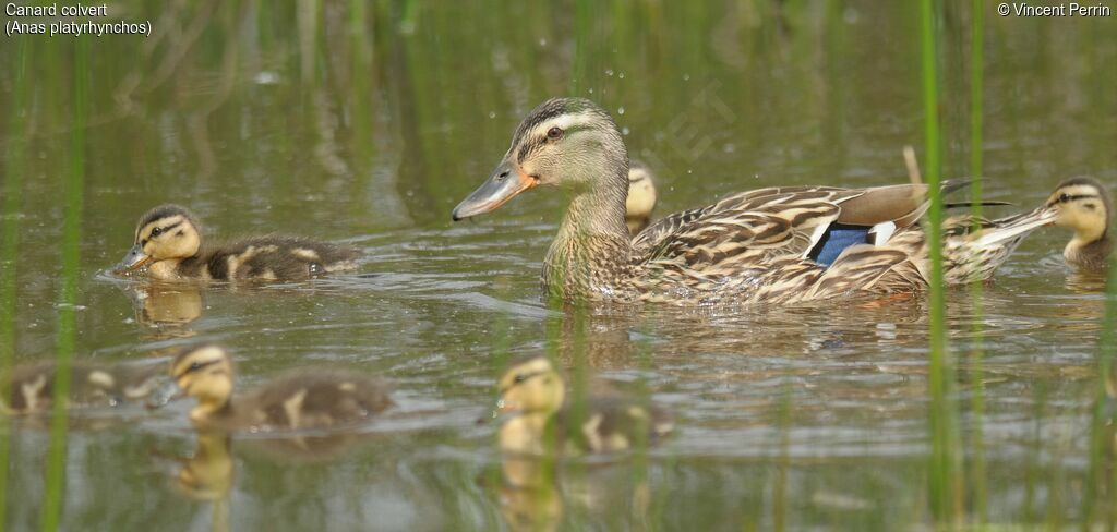 Canard colvert