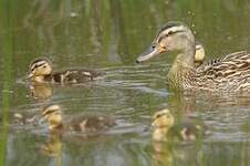 Canard colvert