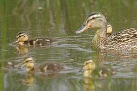 Canard colvert