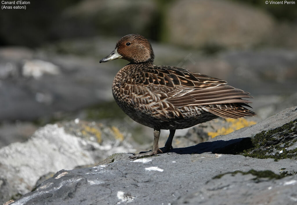 Eaton's Pintail