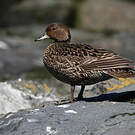 Canard d'Eaton