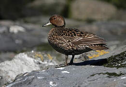 Eaton's Pintail