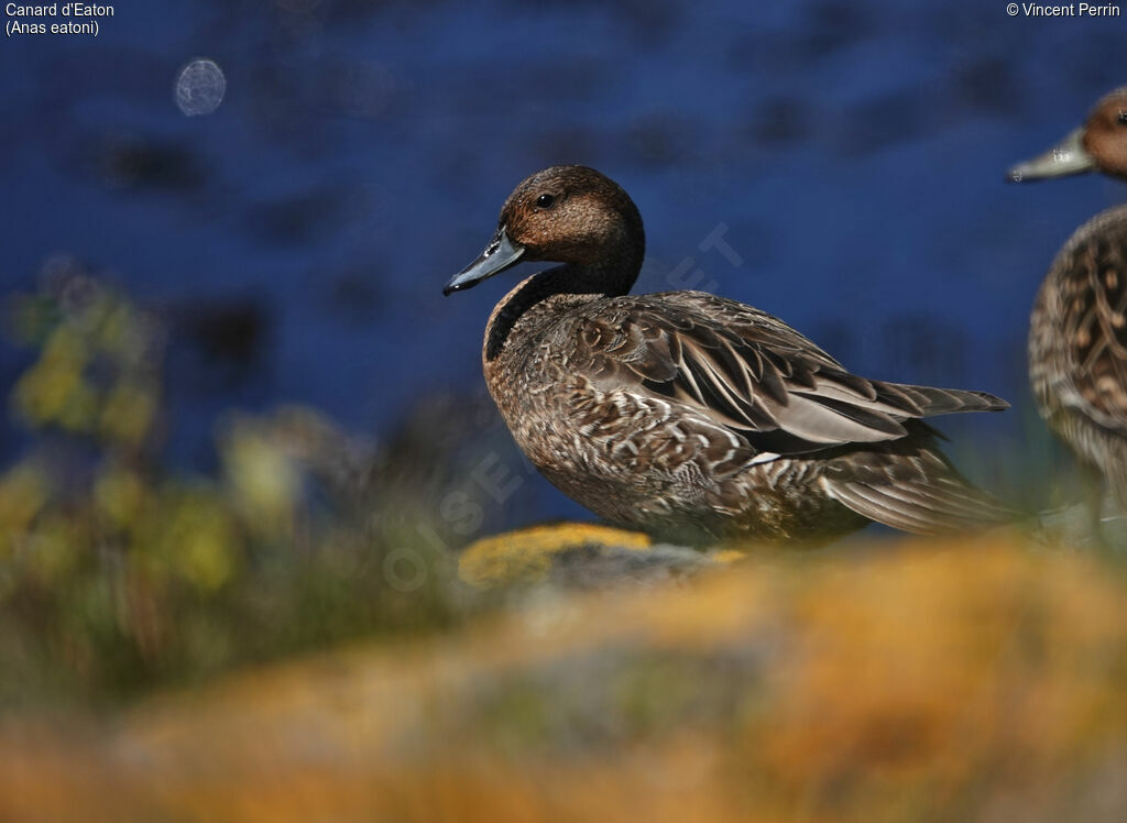 Eaton's Pintail