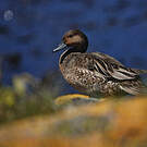Canard d'Eaton