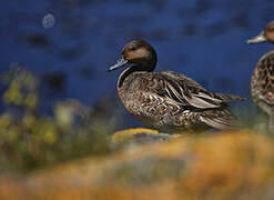 Eaton's Pintail