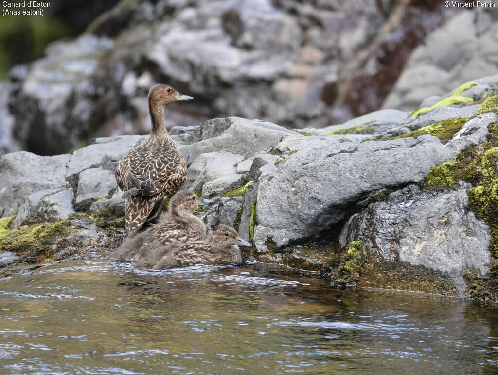 Eaton's Pintail