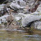 Canard d'Eaton