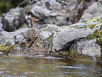 Canard d'Eaton