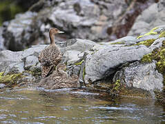 Eaton's Pintail