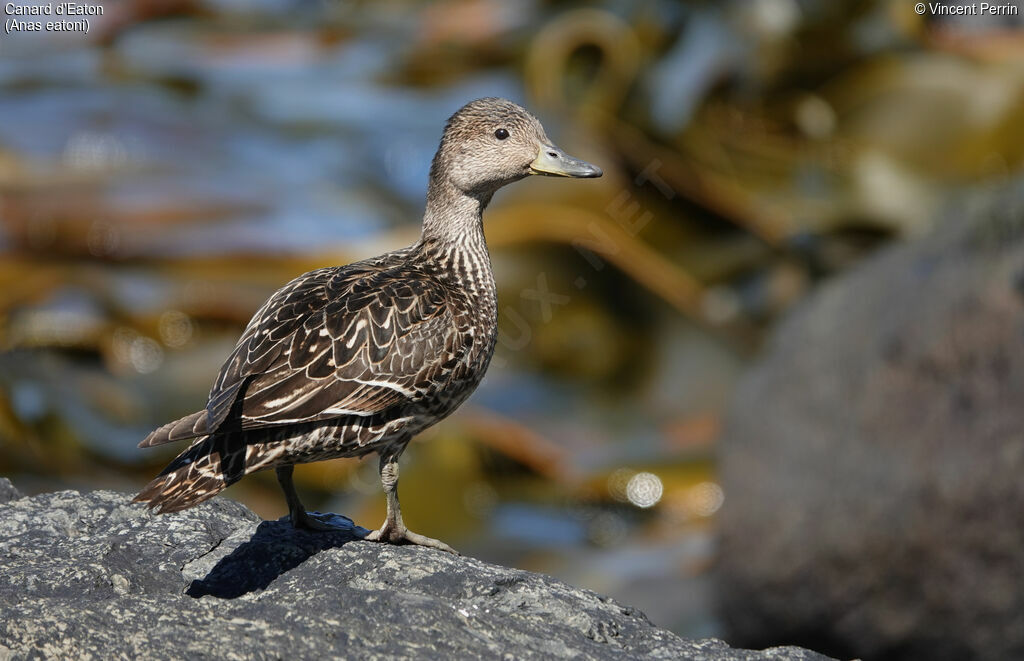 Eaton's Pintail female adult