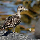Canard d'Eaton