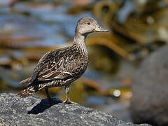 Eaton's Pintail