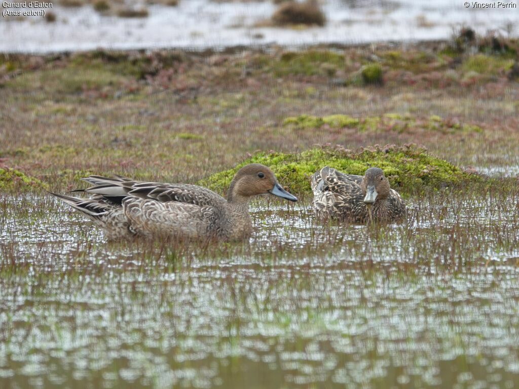 Eaton's Pintail