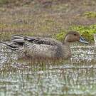 Canard d'Eaton