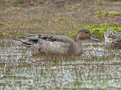 Eaton's Pintail