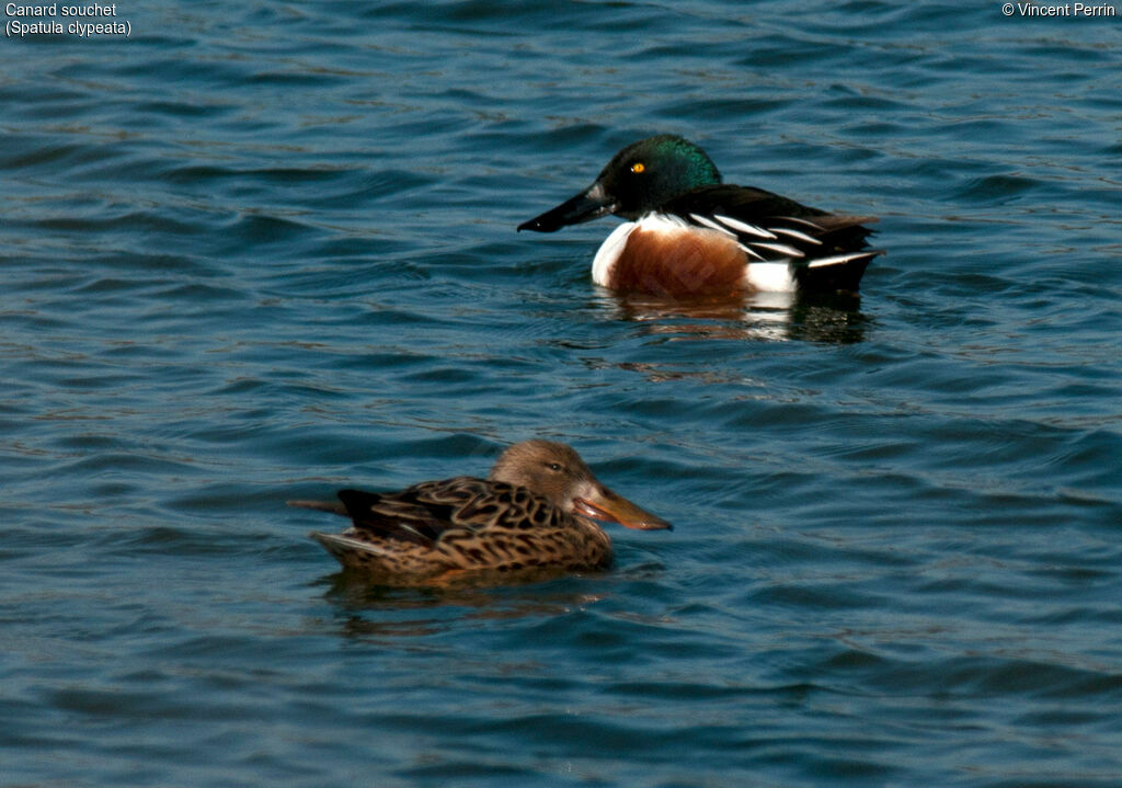 Canard souchetadulte