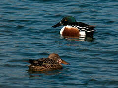 Canard souchet