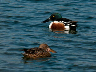 Canard souchet