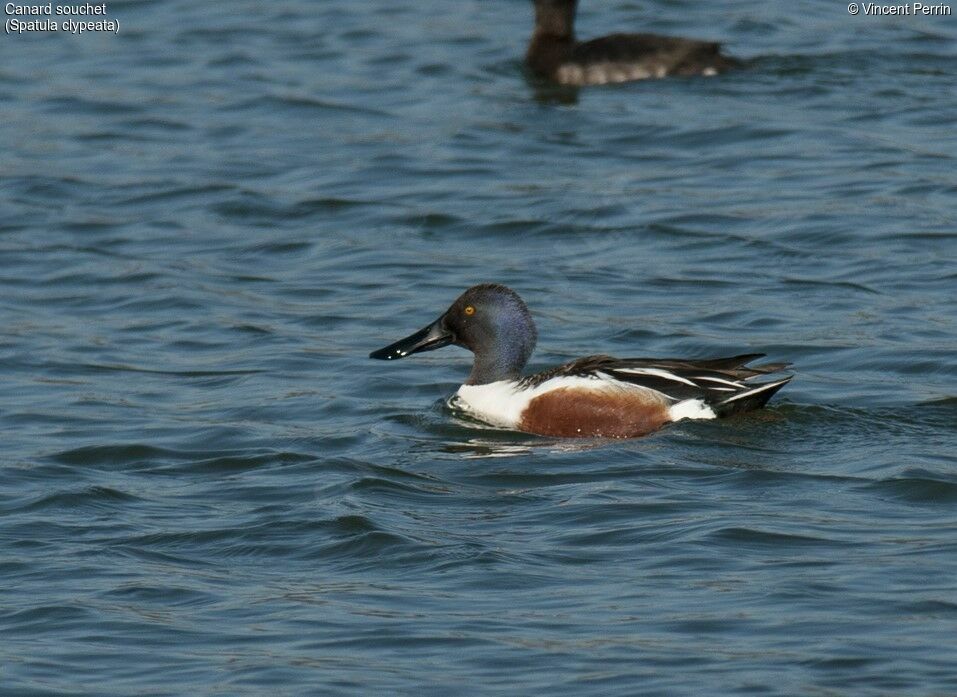 Canard souchet mâle adulte