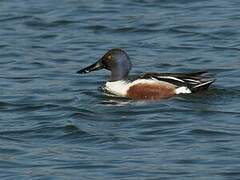 Northern Shoveler