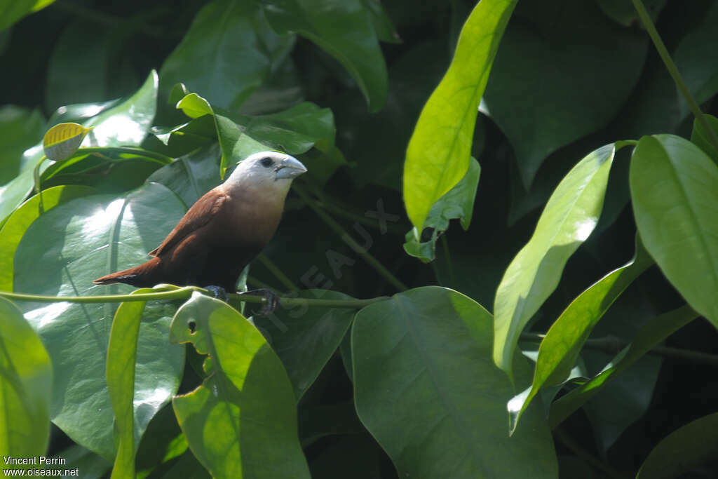 White-headed Muniaadult, Behaviour