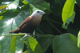 White-headed Munia