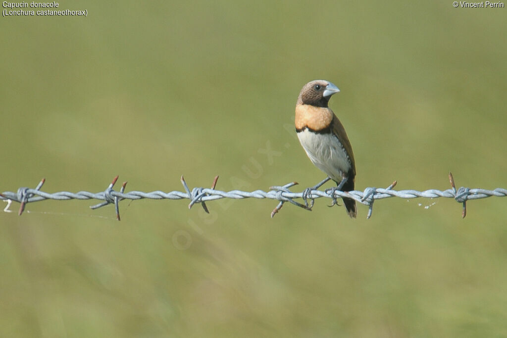 Chestnut-breasted Mannikinadult