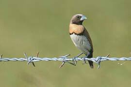 Chestnut-breasted Mannikin