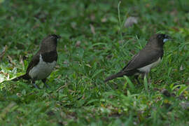 Javan Munia