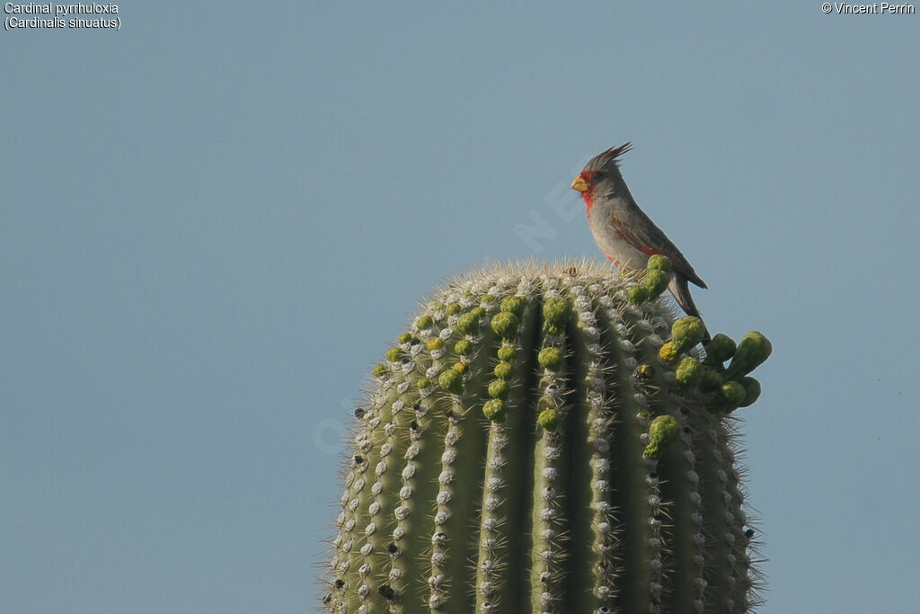 Pyrrhuloxia male adult